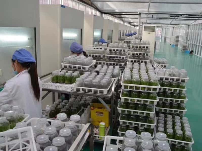 小黄片在线播放设备