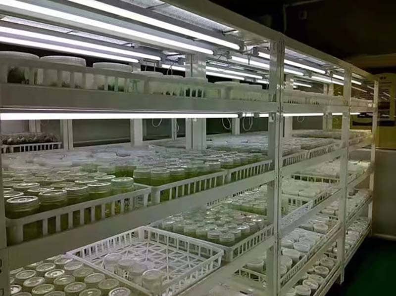 培养架、小黄片在线播放架、光照培养架