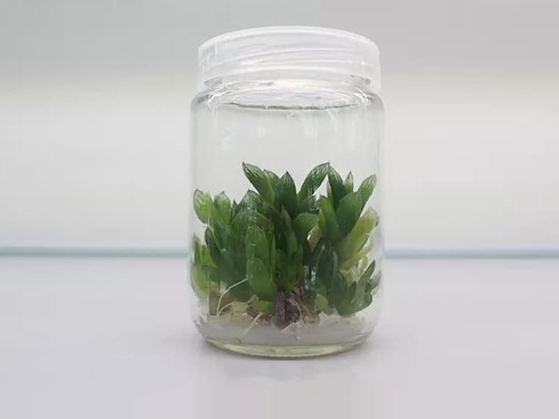 小黄片在线播放  小黄片在线播放瓶