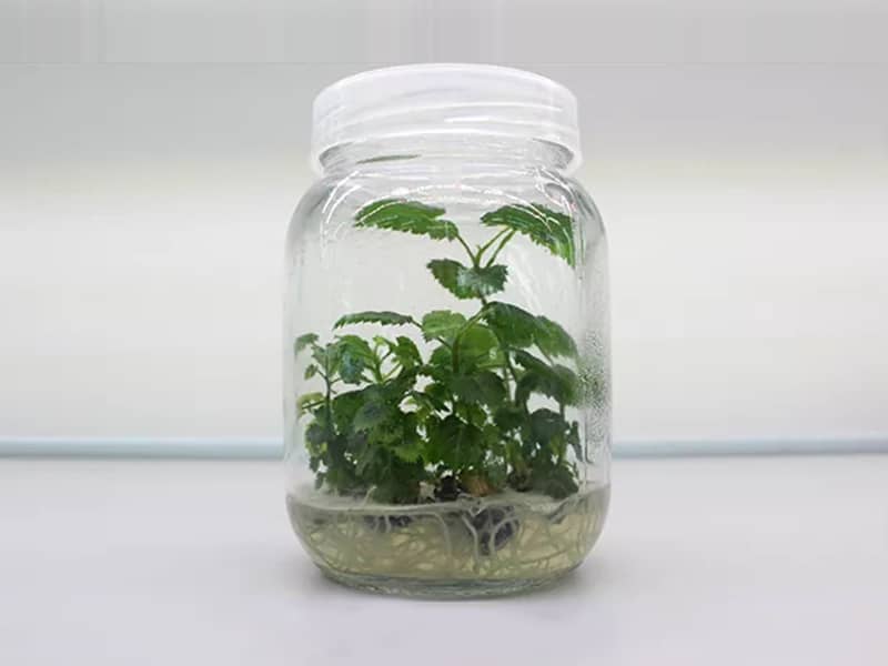 小黄片在线播放  小黄片在线播放瓶
